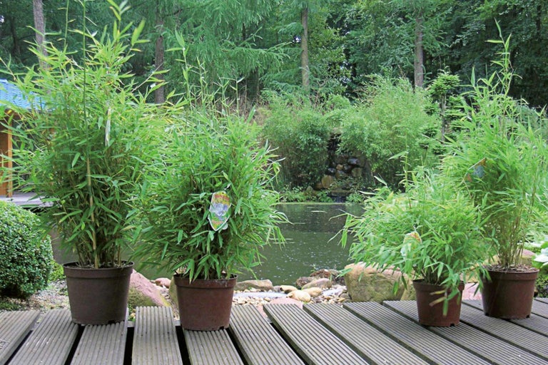Bambusové rostliny v květináčích na dřevěné terase před zahradním jezírkem
