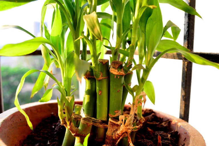 Bambusová rostlina v květináči
