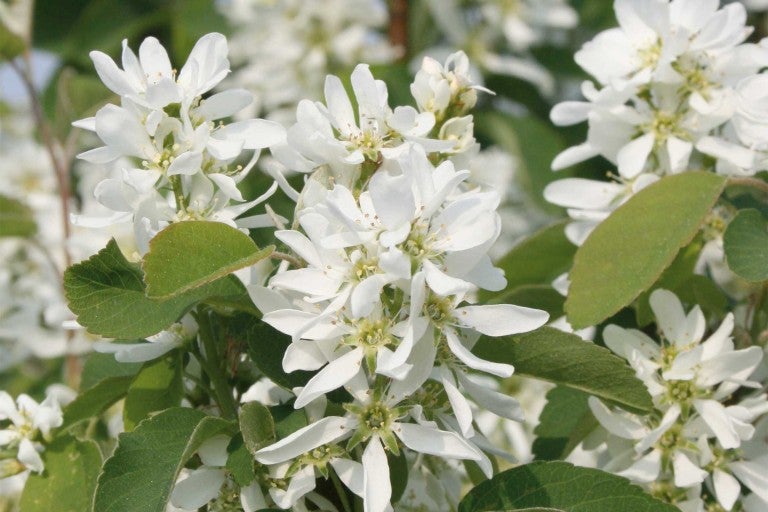 Muchovník s bílými květy a zelenými listy