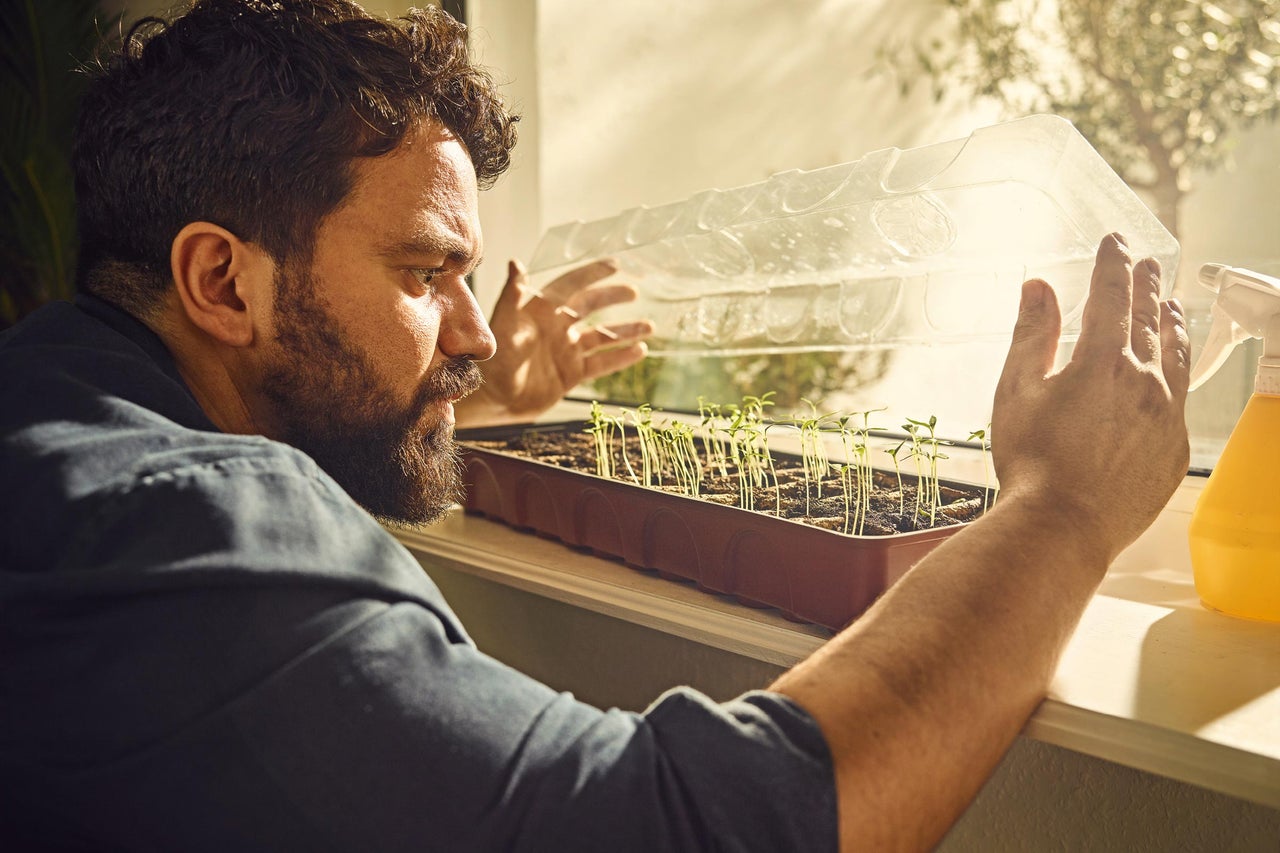 Muž se dívá na mladé rostlinky v sadbovači s krytem u okna.