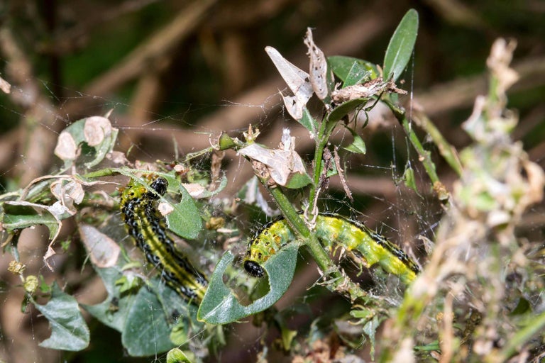 Housenky zavíječe zimostrázového napadají zimostráz
