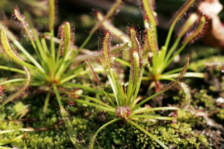 Masožravá rostlina rosnatka Drosera s lepkavými listy zblízka.