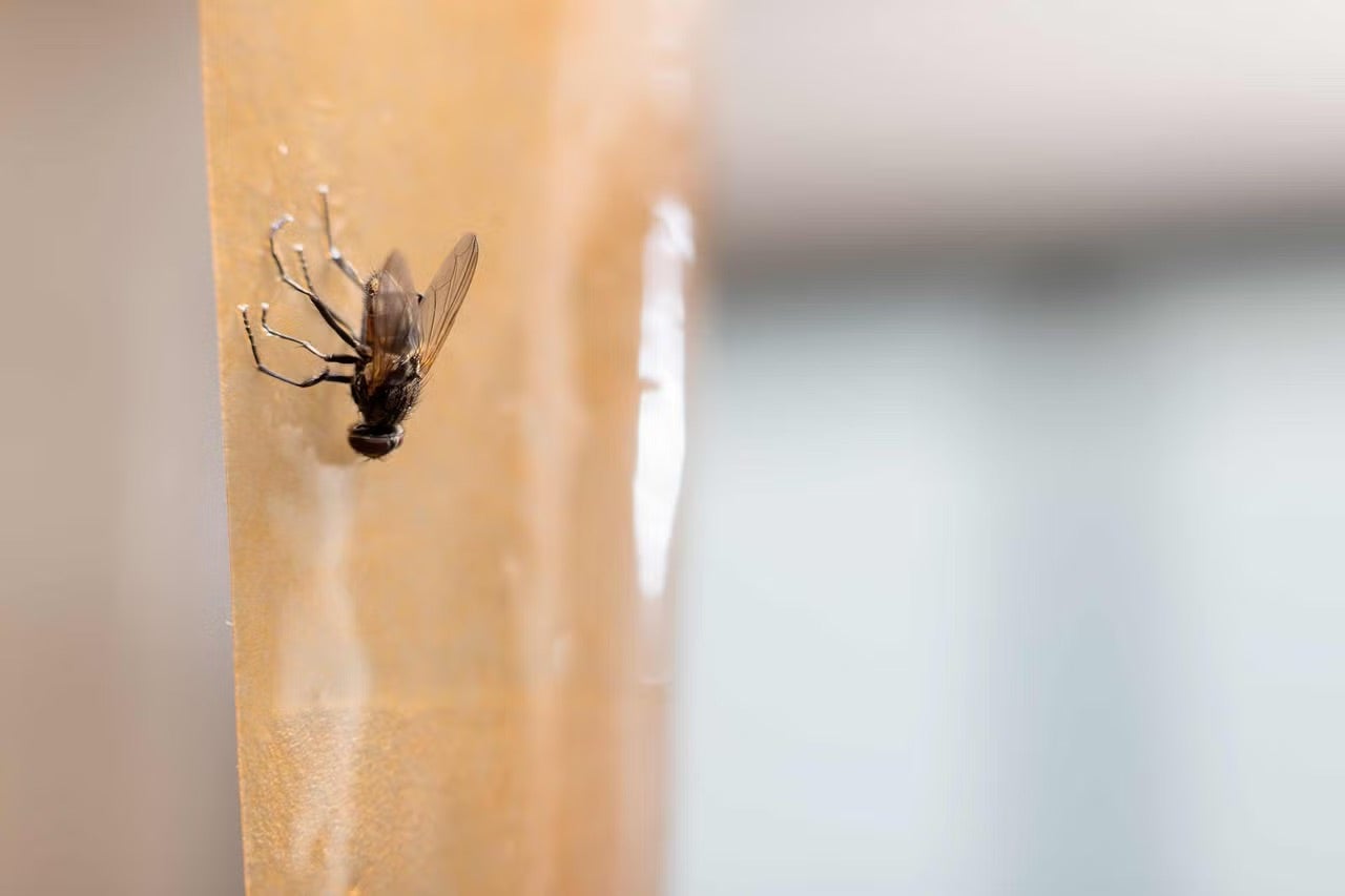 Moucha chycená na žlutém lapači much nebo lepicí pásce k hubení hmyzu.