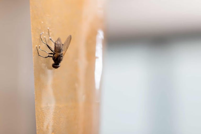 Moucha chycená na žlutém lapači much nebo lepicí pásce k hubení hmyzu.