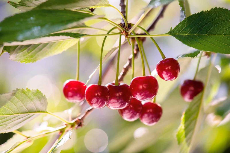 Třešně na stromě s listy