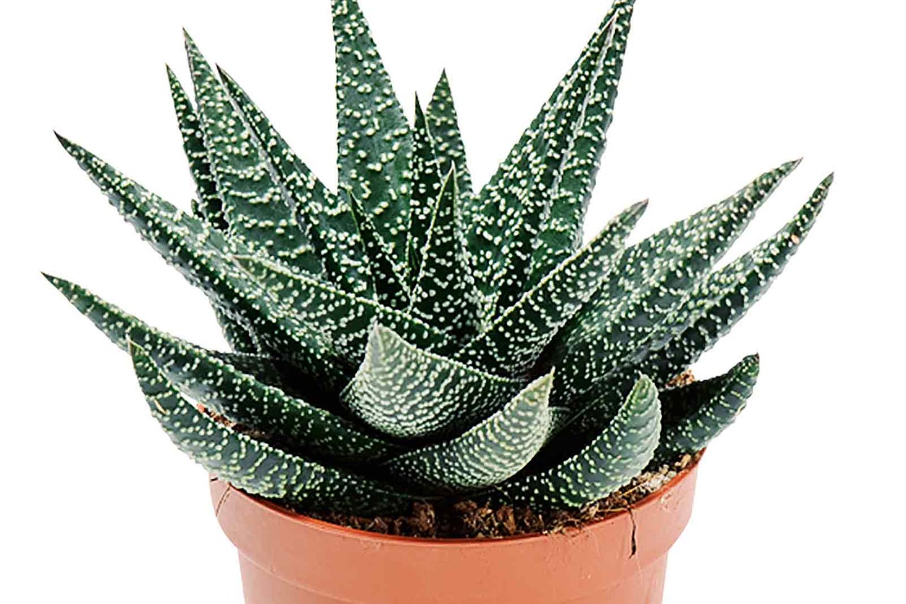 Gasteria v květináči, sukulent s špičatými listy