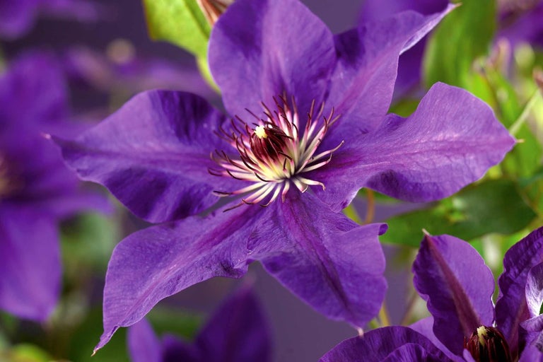 Detail fialového květu plaménku
