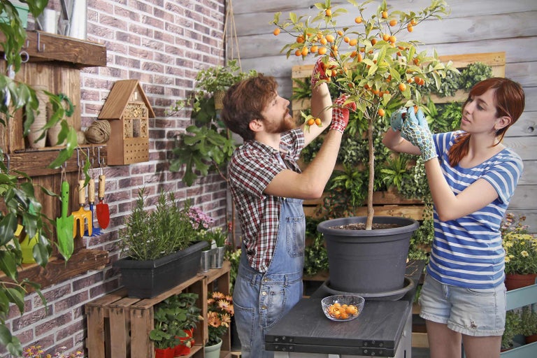 Zahradní scéna s kumquatovým stromem, zahradníkem a zahradnicí sklízejícími ovoce