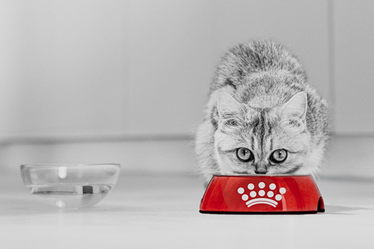 Kotě žere z červené misky s Royal Canin Logo vedle skleněné misky na vodu.