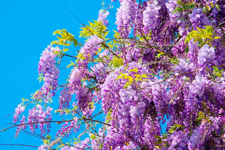 Kvetoucí vistárie na pozadí modré oblohy