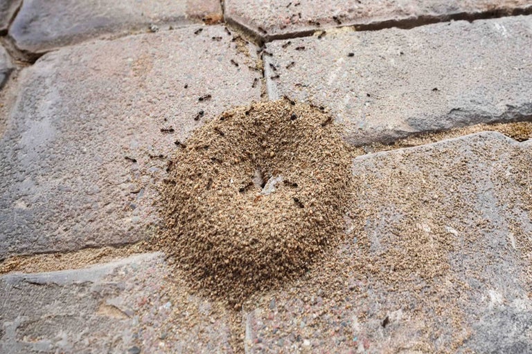 Jak se zbavit mravenců