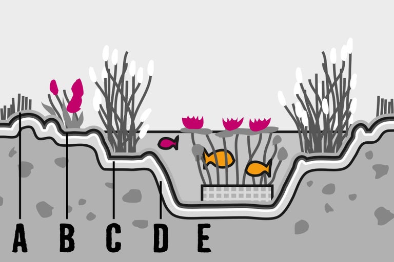 Ilustrace profilu jezírka s různými zónami a rostlinami