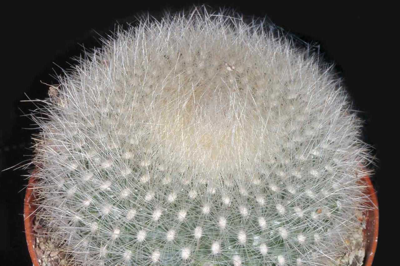 Detailní záběr kaktusu Mammillaria Bocasana v květináči