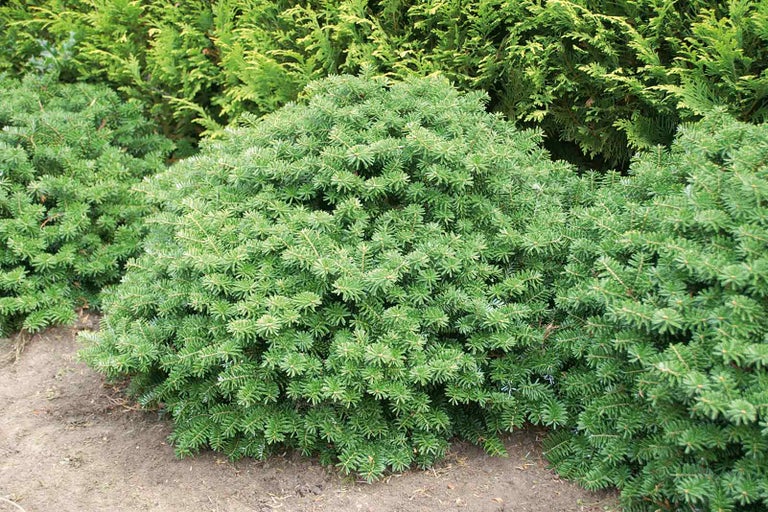 Kulatá borovice v zahradě