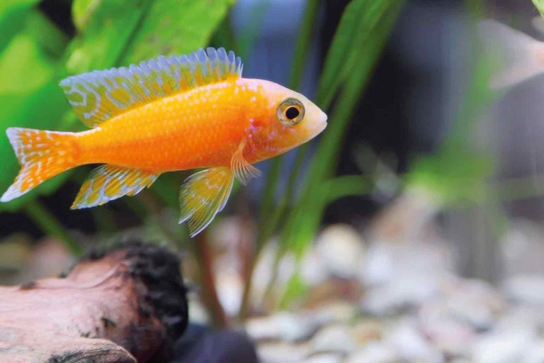 Žlutá okrasná ryba v akváriu