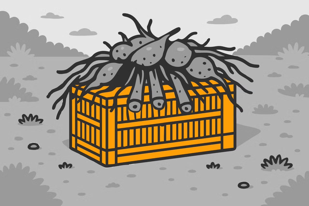 Ilustrace rostlinných hlíz na dřevěné bedně venku.