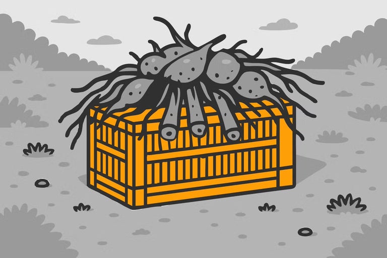 Ilustrace rostlinných hlíz na dřevěné bedně venku.