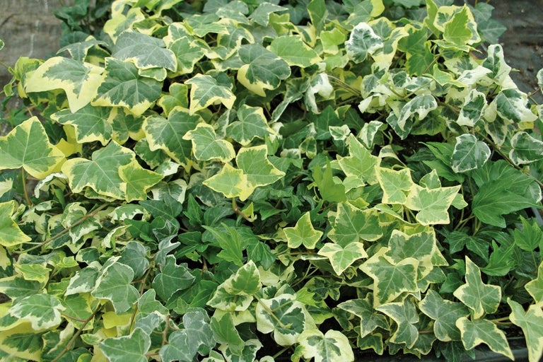 Břečťan se zelenými a světlými listy