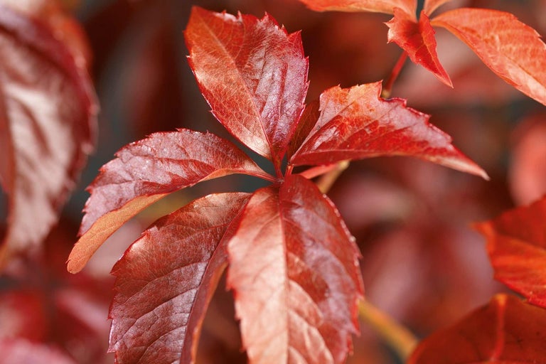 Detail červených listů popínavé rostliny