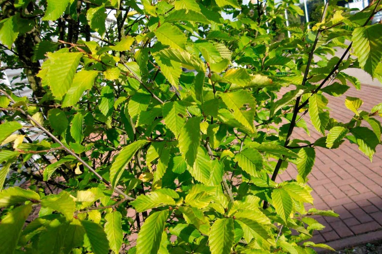 Detail habrového živého plotu se zelenými listy.