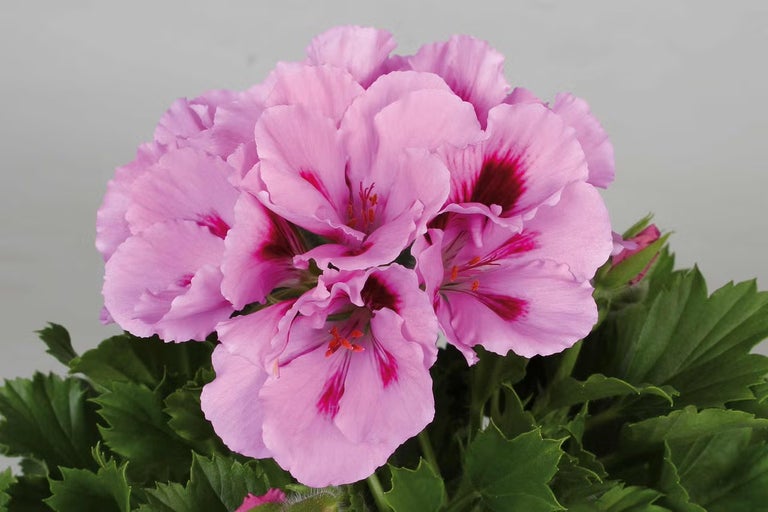 Květ pelargonie s listy