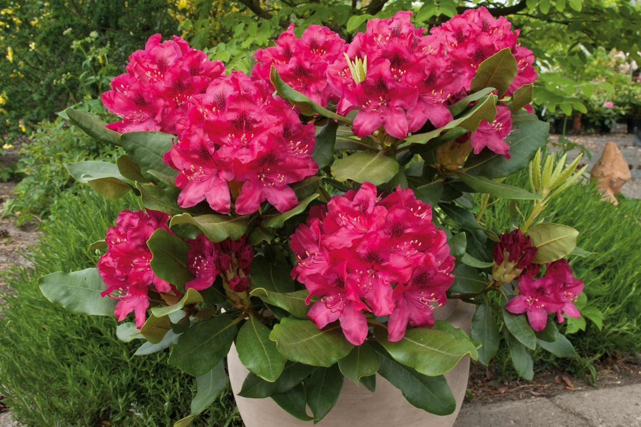 Rododendron s růžovými květy v květináči