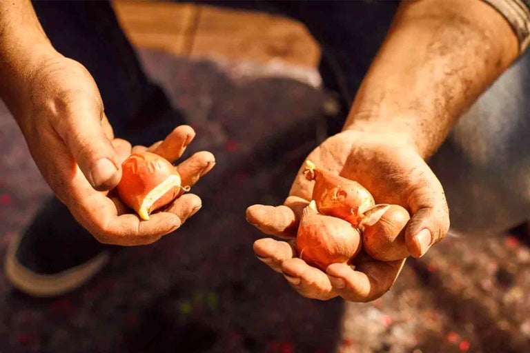 Ruce drží cibulky květin pro zahradu