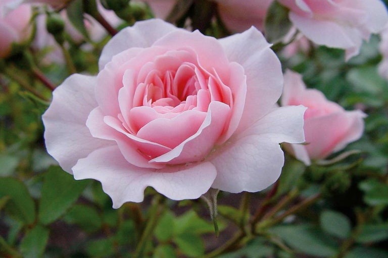 Detailní záběr jedné kvetoucí růže