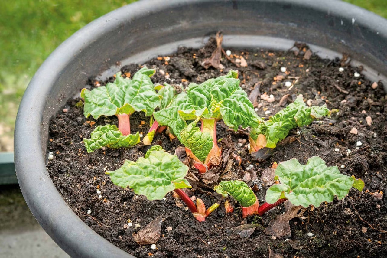 Mladá rostlina reveně s zelenými listy a červenými řapíky v květináči se zeminou.