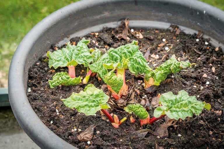 Mladá rostlina reveně s zelenými listy a červenými řapíky v květináči se zeminou.