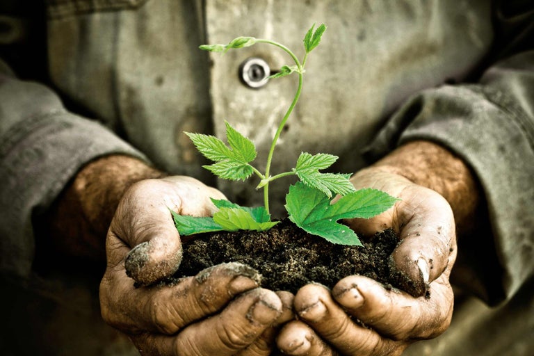 Ruce drží rostlinu s hlínou