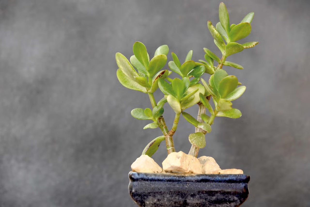 Crassula ovata (tlustice)