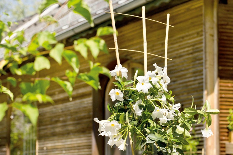 Dipladenia na bambusové mřížce v zahradě