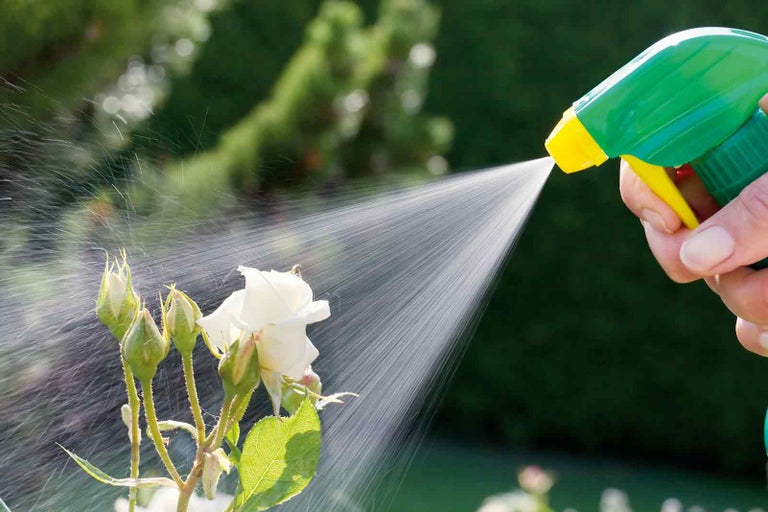 Zahradní scéna: ochrana rostlin pomocí rozprašovače na růži