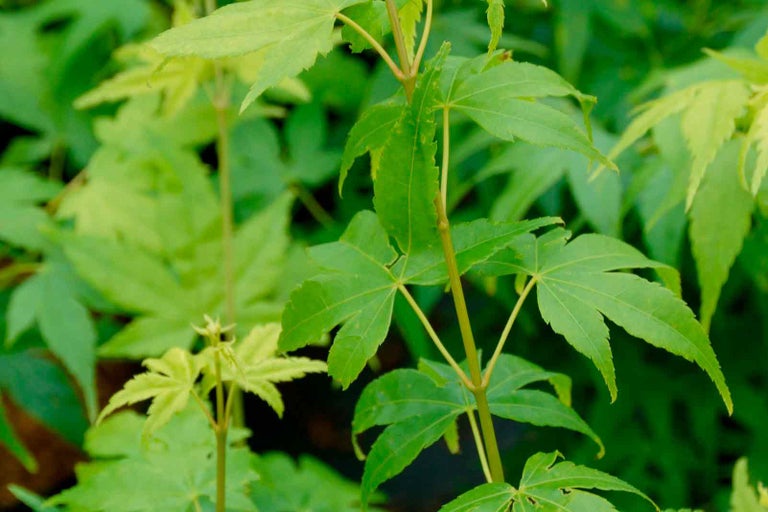 Detailní záběr na javor dlanitolistý se zelenými listy.