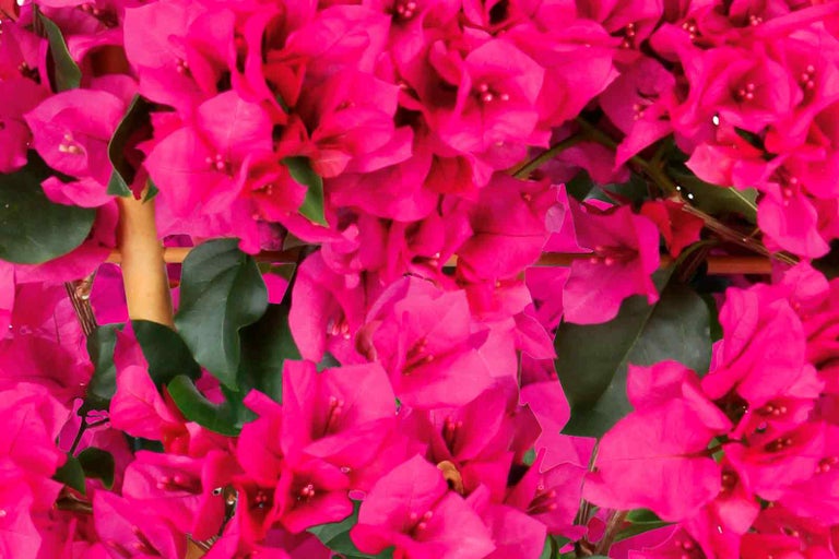 Detailní pohled na květy bugenvileje se zelenými listy.