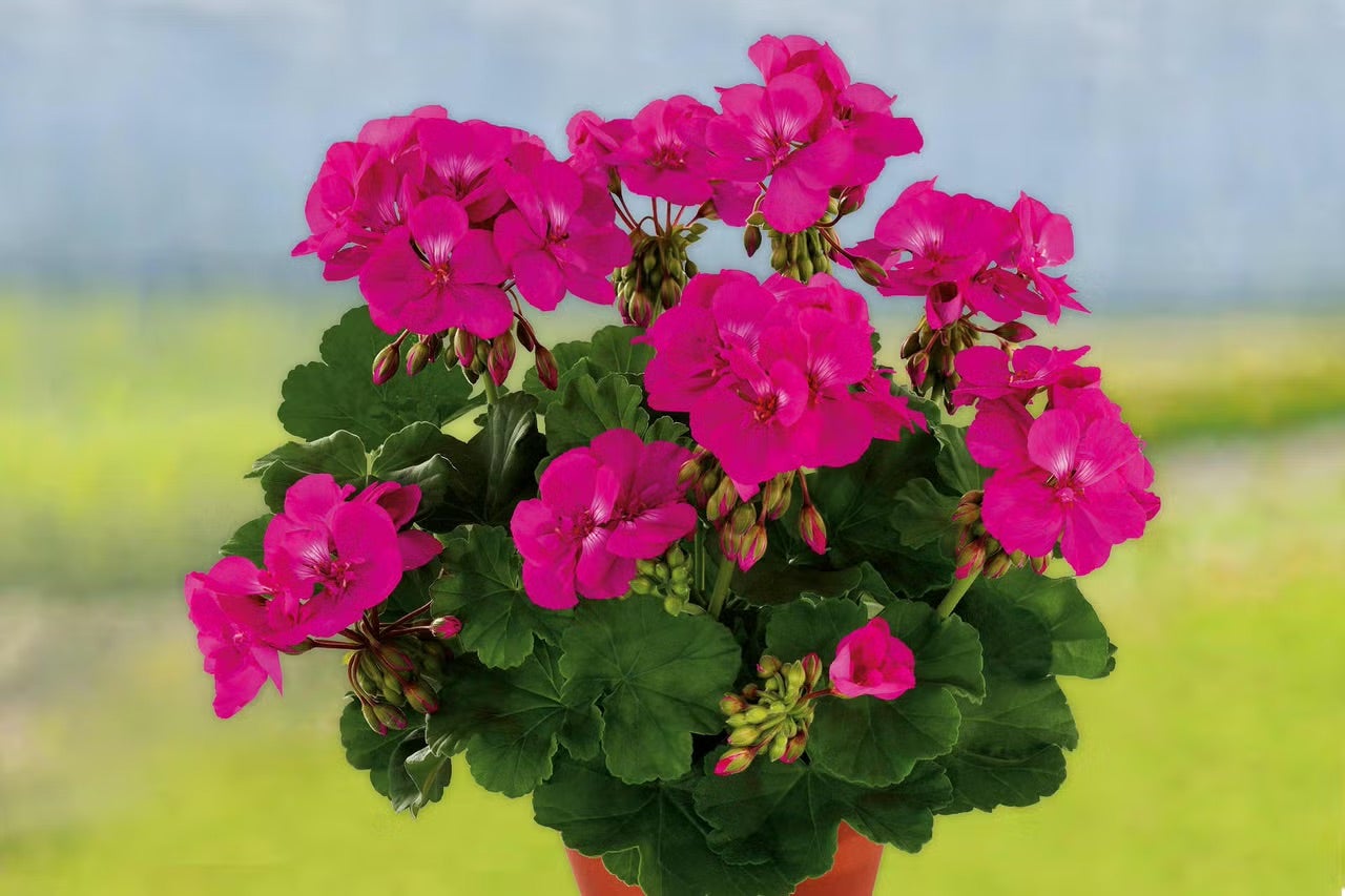 Muškát v květináči s květy a listy