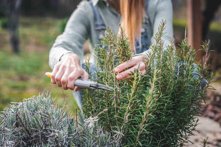 Jak stříhat rozmarýn, aby zůstal krásně zelený