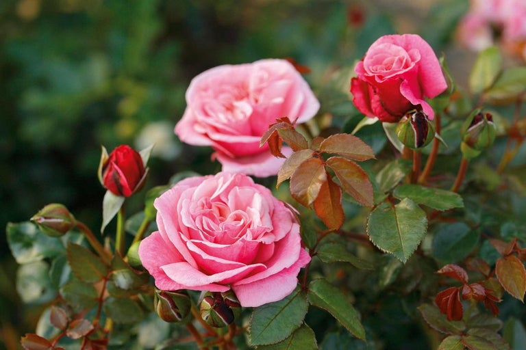 Detail růže s květy a poupaty