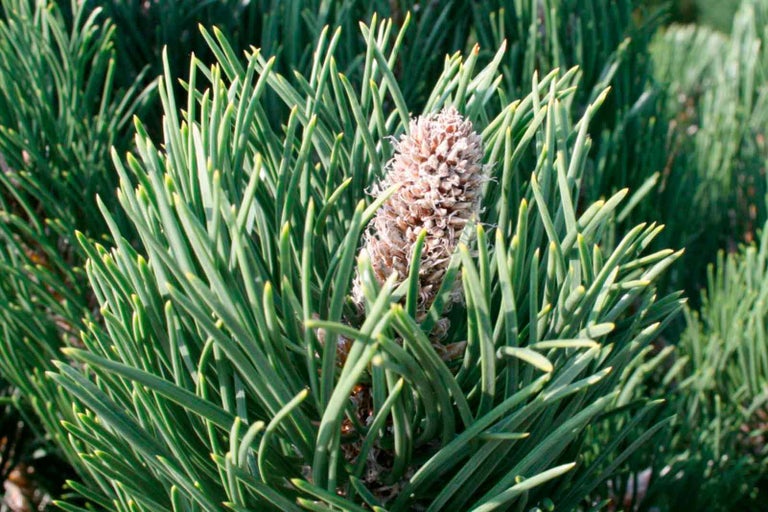 Detailní záběr borovice limby s jehlicemi a šiškami