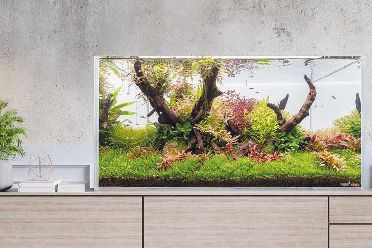 Akvárium s vodními rostlinami a rybami na skříňce