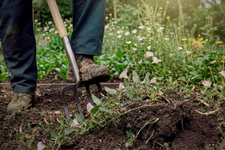 Jak se zbavit svlačce: Sezónní plán, který skutečně funguje
