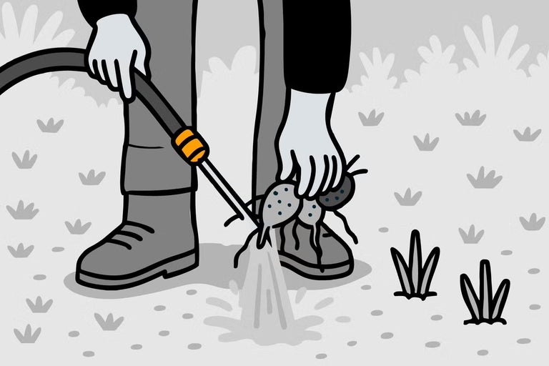 Ilustrace osoby, která zahradní hadicí smývá hlínu z květinových cibulek.