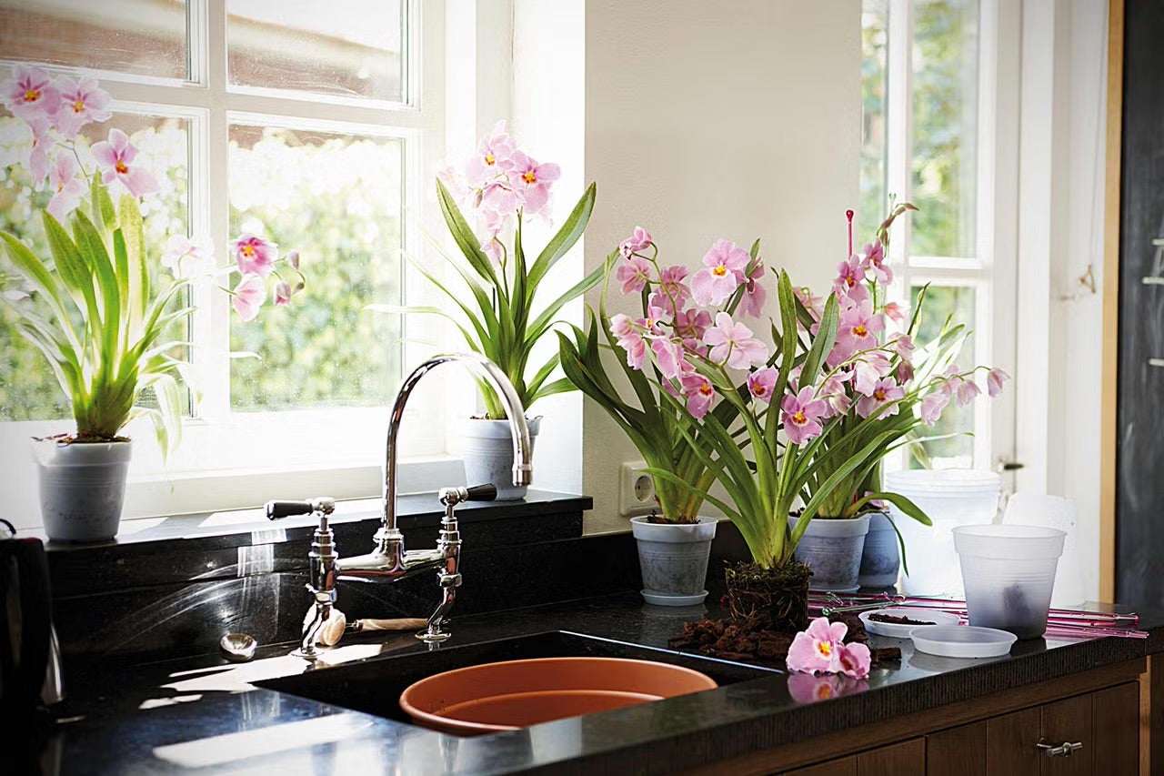 Jak zalévat orchideje