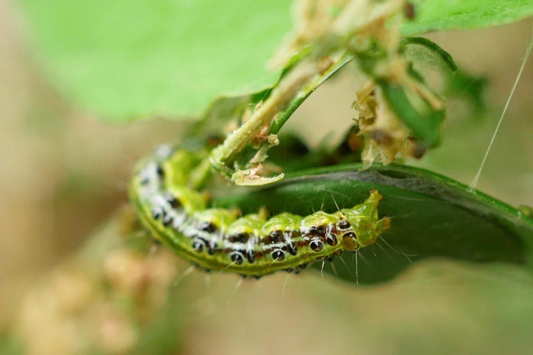 Housenka zavíječe zimostrázového na listu