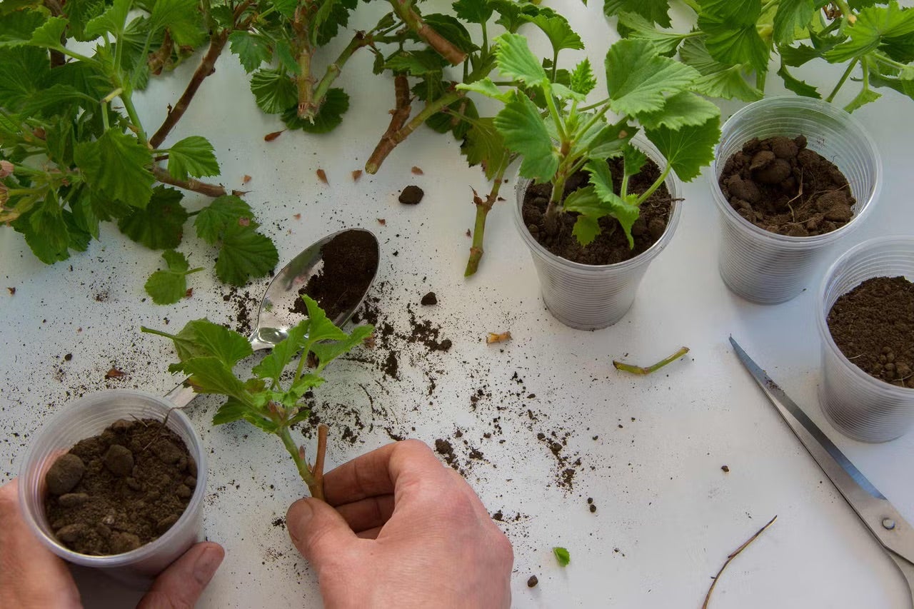 Množení rybízu řízkováním v květináčích se zahradní zeminou