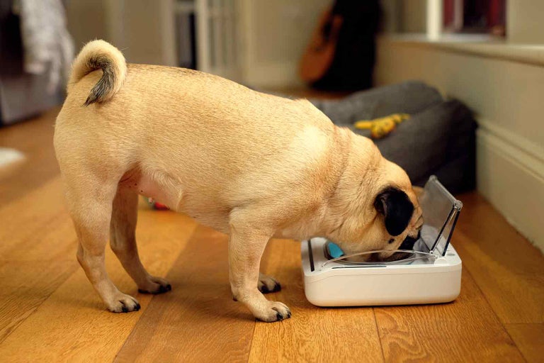Mops jí z automatického dávkovače krmiva.