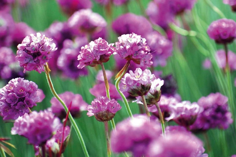 Detailní záběr trávničky obecné v zahradním záhonu