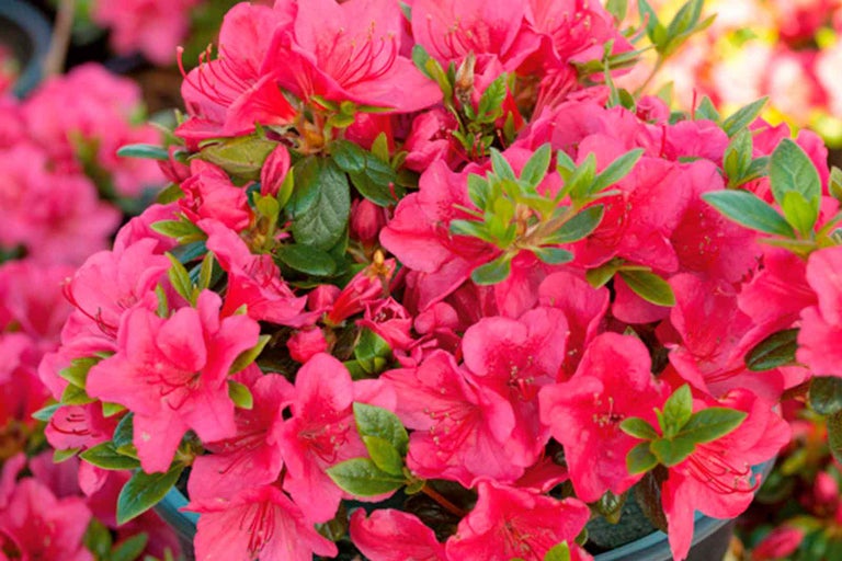 Azalka s květy a zelenými listy