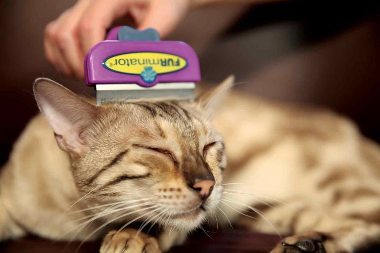 Kočka je česána nástrojem pro péči o srst